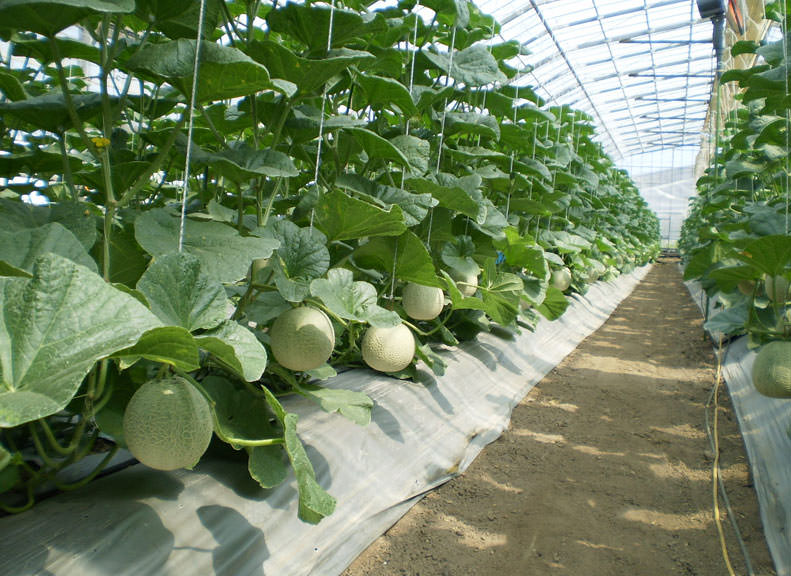 Quality Watermelon and Melon Available Year-Round