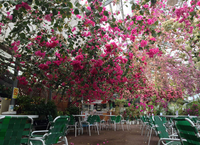 Bougainvillea Blooming across the Entire Ceiling