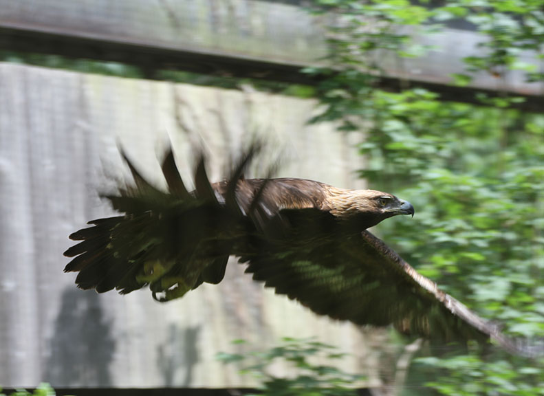 The Symbol of the Zoo - Japanese Golden Eagle of the Satoyama