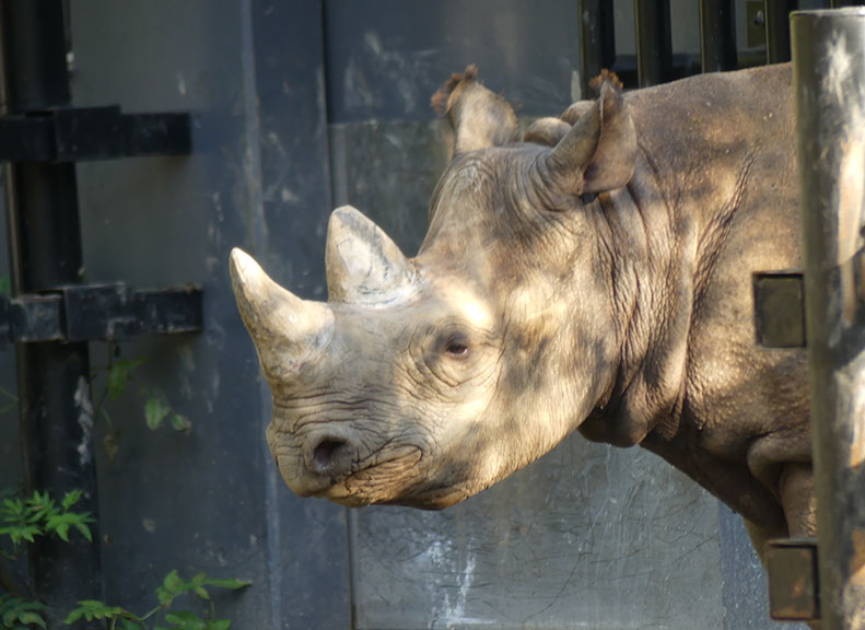 Savanna Area Showcasing Animals at Close Range