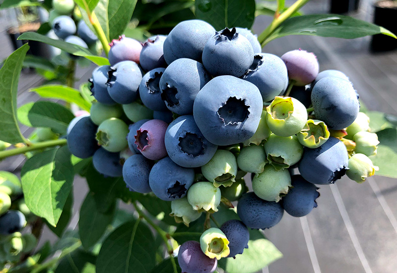 Blueberry Factory Gifu