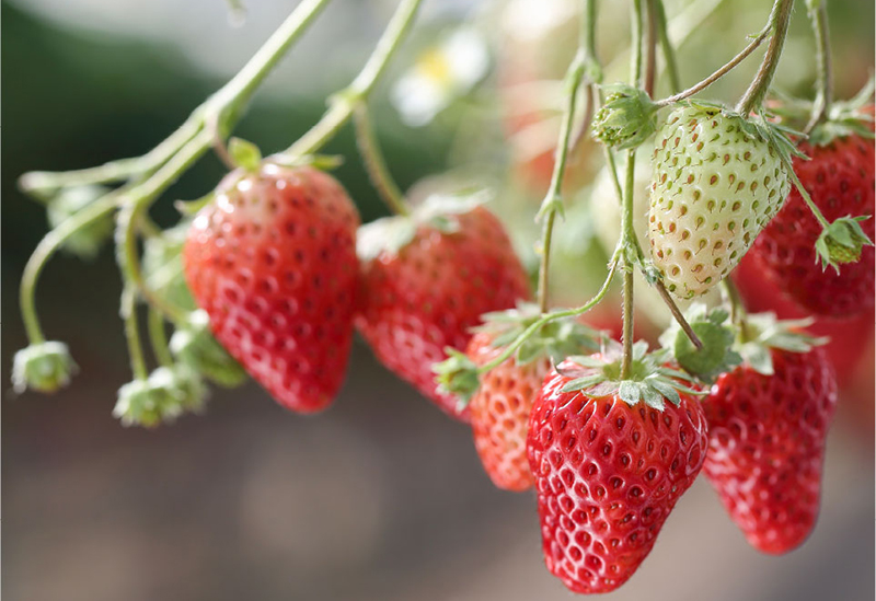 Nishijima Horticultural Park