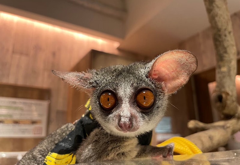 Fureai Cafe MOFiiNA – Touch and Connect with Friendly Animals