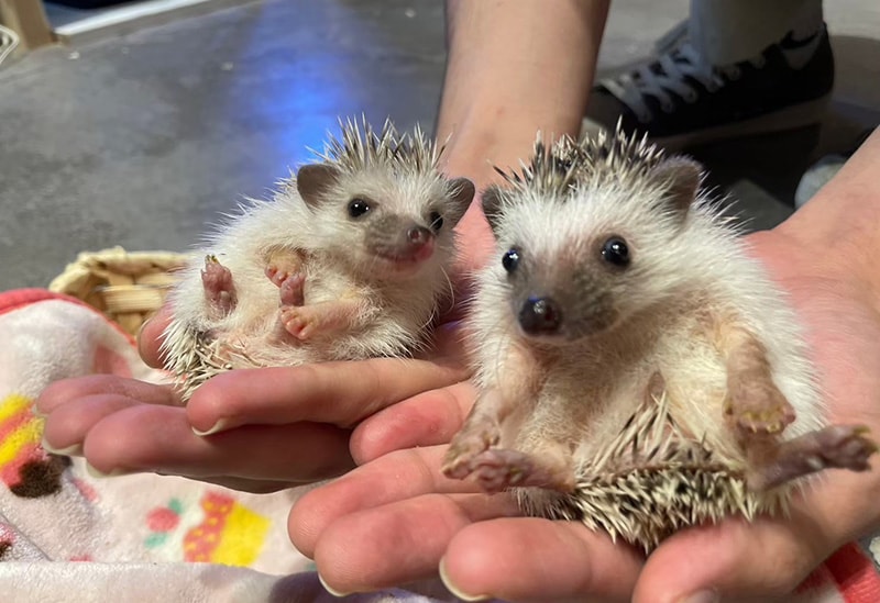 Fureai Cafe MOFiiNA – Touch and Connect with Friendly Animals