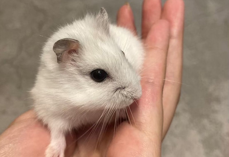 Fureai Cafe MOFiiNA – Touch and Connect with Friendly Animals