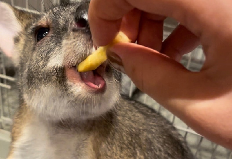 Fureai Cafe MOFiiNA – Touch and Connect with Friendly Animals