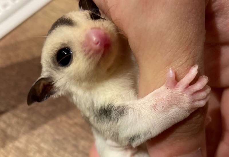 Fureai Cafe MOFiiNA – Touch and Connect with Friendly Animals