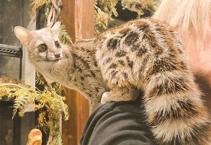 Animal Café Hyakki Yakō