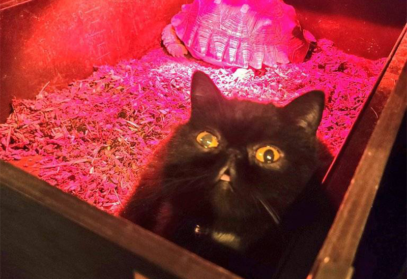 Animal Café Hyakki Yakō