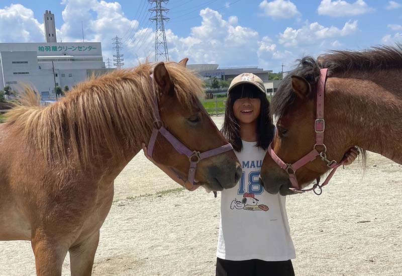 Japanese Stallion Horse Land