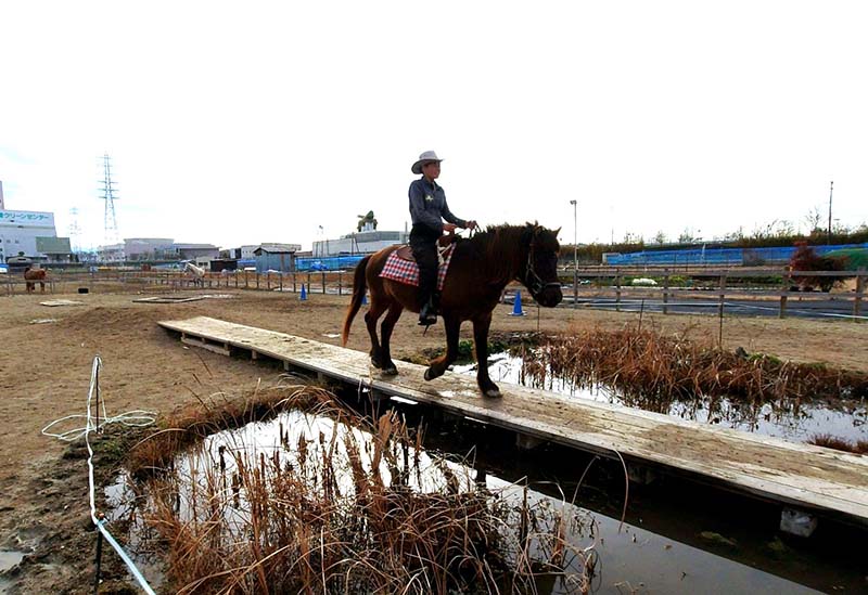 Japanese Stallion Horse Land