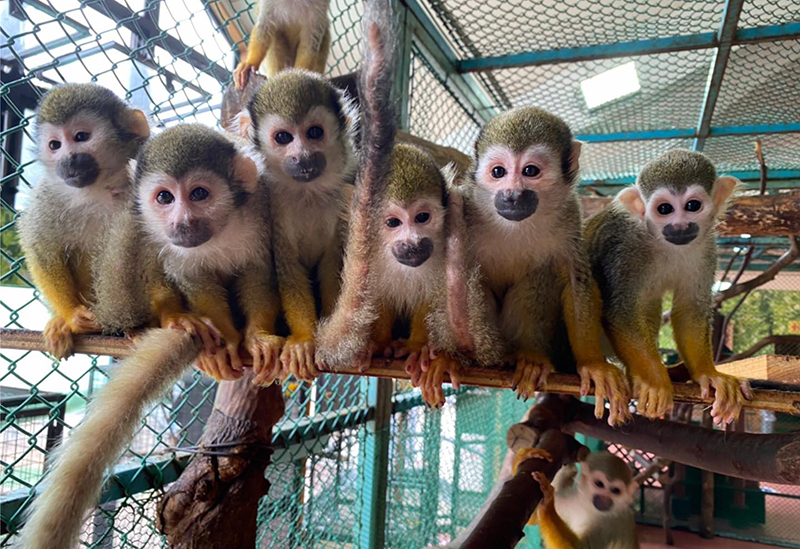 Nasu World Monkey Park