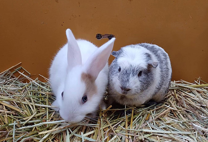 Nasu World Monkey Park