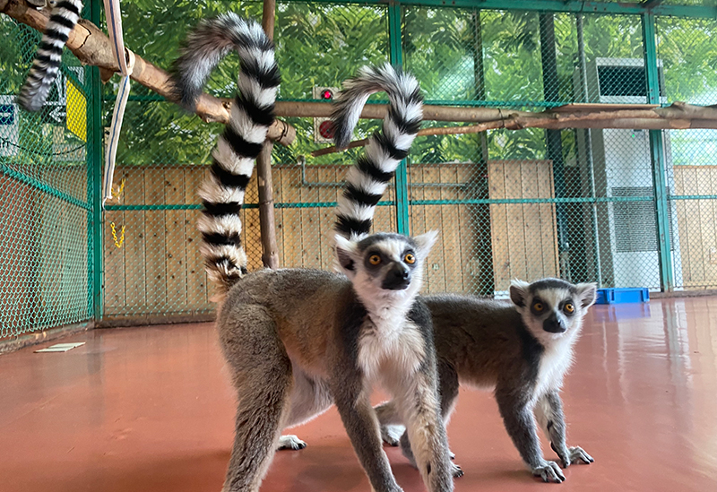 Nasu World Monkey Park