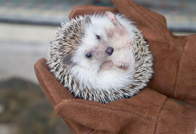 Nasu Highlands Minamigaoka Ranch