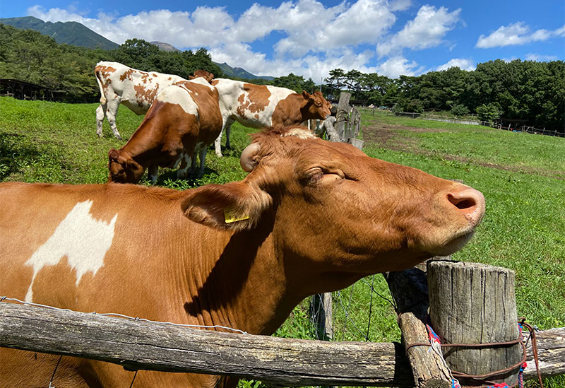 Nasu Highlands Minamigaoka Ranch