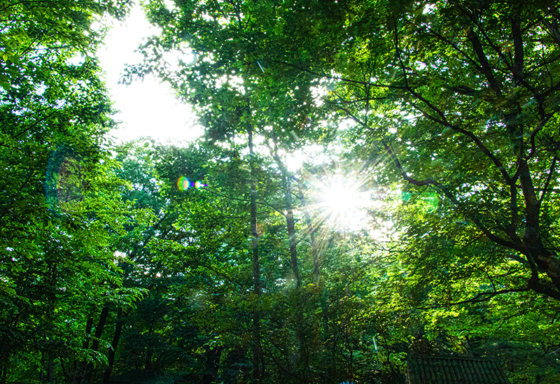 Pompoko no Mori Family Campsite