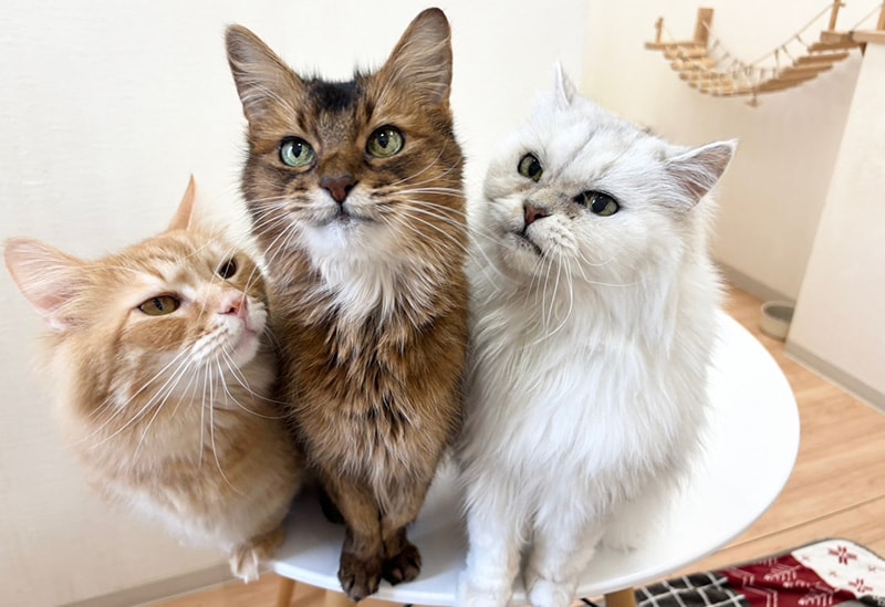 犬猫カフェ 月と太陽