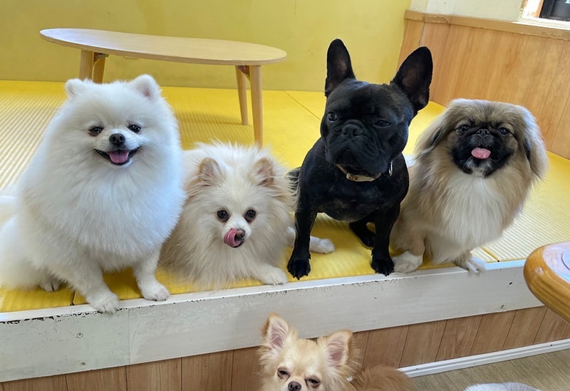 Dogs & Cats Café Tsuki to Taiyo