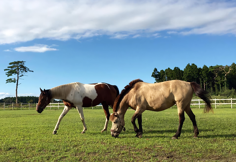 Misawa Horse Park