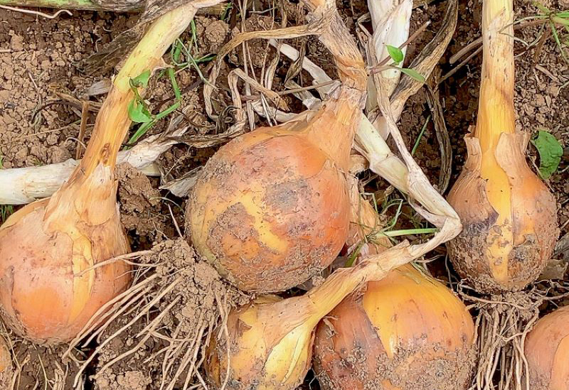 Atelier Sora to Niwa