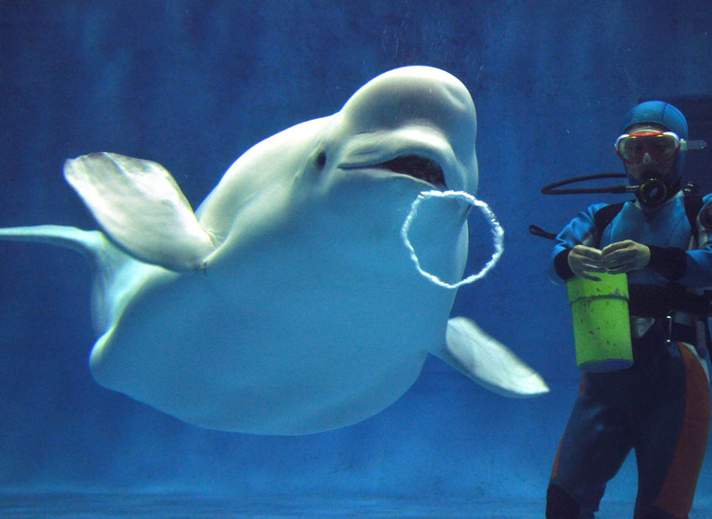 Beluga Performance Pool