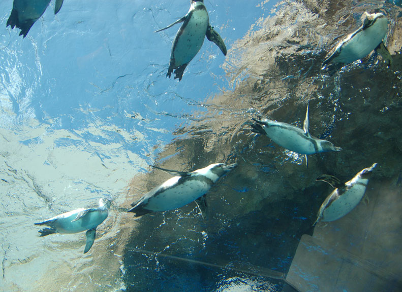 Up-Close Views of Flying Penguins