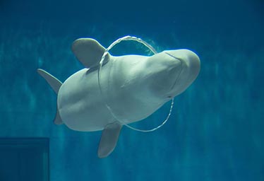 Shimane Prefectural Shimane Marine Museum Aquas