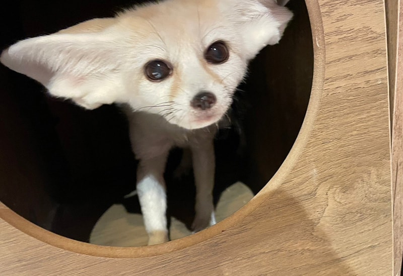 Fureai Cafe MOFiiNA – Touch and Connect with Friendly Animals