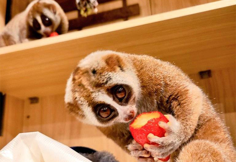 Animal Café Hyakki Yakō