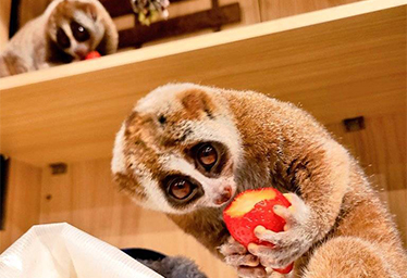 Animal Café Hyakki Yakō