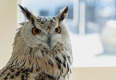 Fukurouno Mori (The Sacred Grove of Owls)